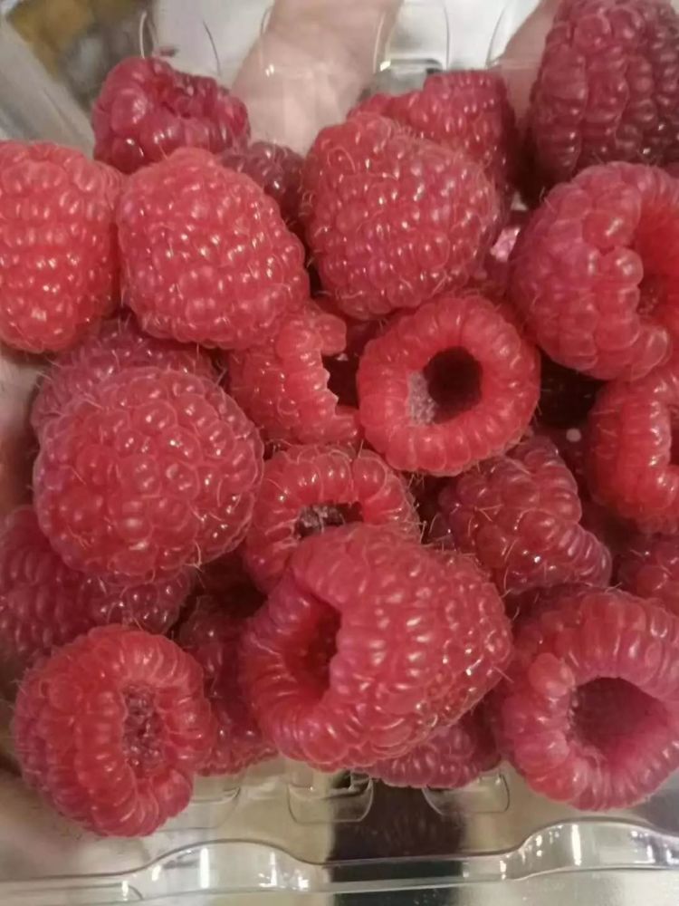 岑溪山上这些野果,是我每年坚持清明上山的动力