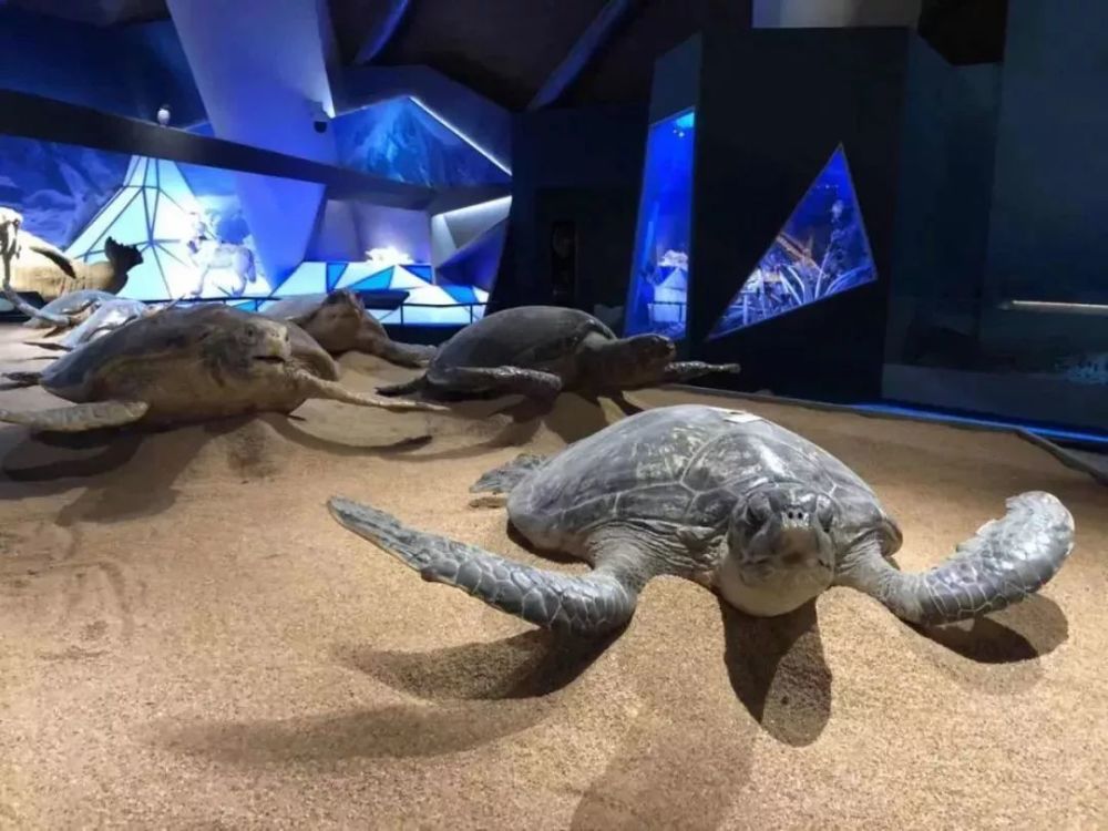 海洋,天津,国家海洋博物馆
