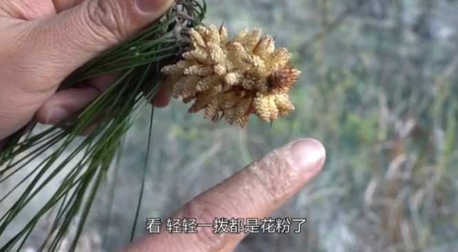 农村山上有种野味,形似"玉米",市价一斤200元很珍稀