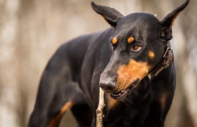 烈性犬,比特犬,統計學