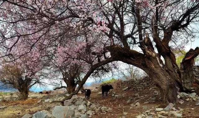 甘肃有种"桃树"是濒危保护植物,遇到野生桩别挖,保护珍稀植物