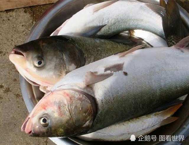 史上公认最难吃的7类鱼你要是都吃过就请收下小编的膝盖