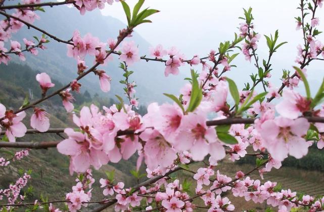 春天來了古詩中的桃花杏花梨花哪首是你的最愛