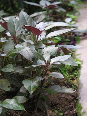 路边一种"紫背菜",丢土里就活,能补血,贫血的人深爱