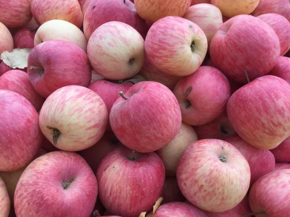 新疆伊犁特克斯苹果_腾讯新闻