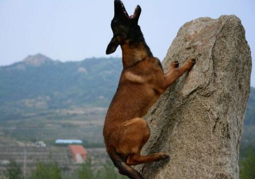 不同年龄阶段的马犬应该怎么养 马犬正确的喂养方法及注意事项