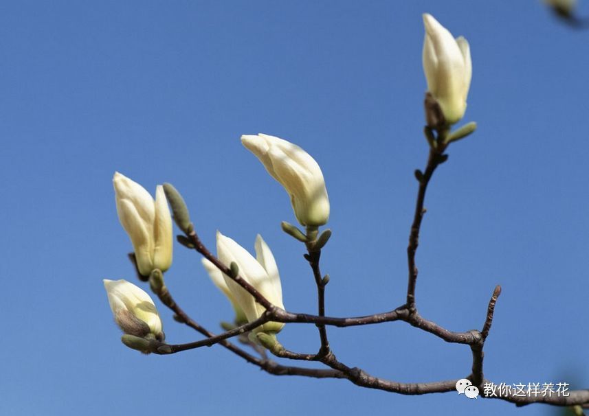 4月回暖 养花注意这几点 不会养花的看过来 腾讯新闻