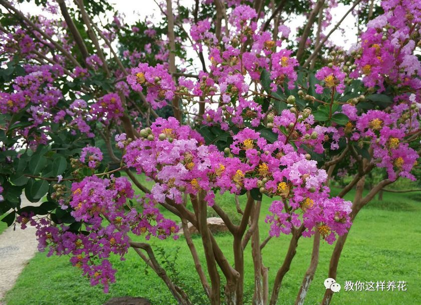 4月回暖 养花注意这几点 不会养花的看过来 腾讯新闻