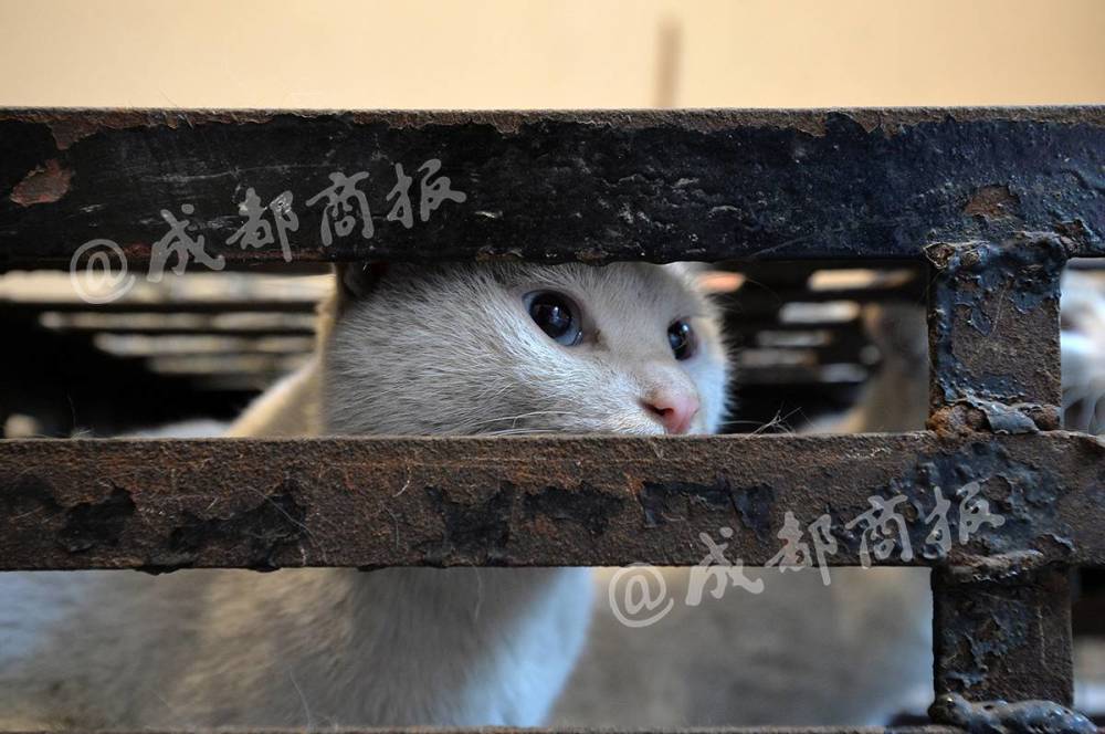 伪爱猫人每天杀猫100只将猫肉当兔肉卖上餐桌 新闻 腾讯网