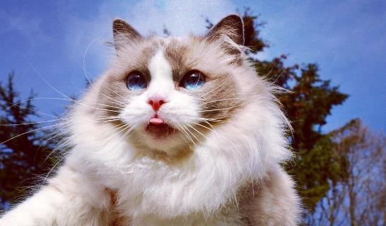 学会这些小技巧,帮你拥有一只毛绒绒的猫咪