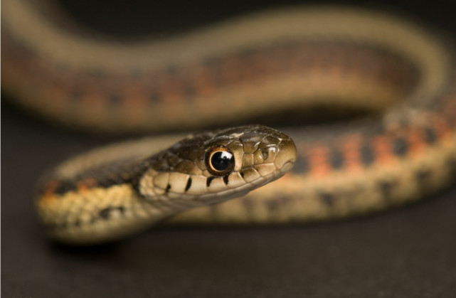 腾讯内容开放平台