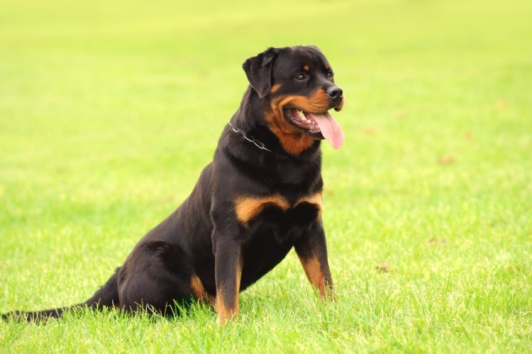 這兩種犬,被譽為