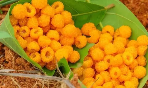 临沧呢黄泡熟了,我们一起克上山摘!