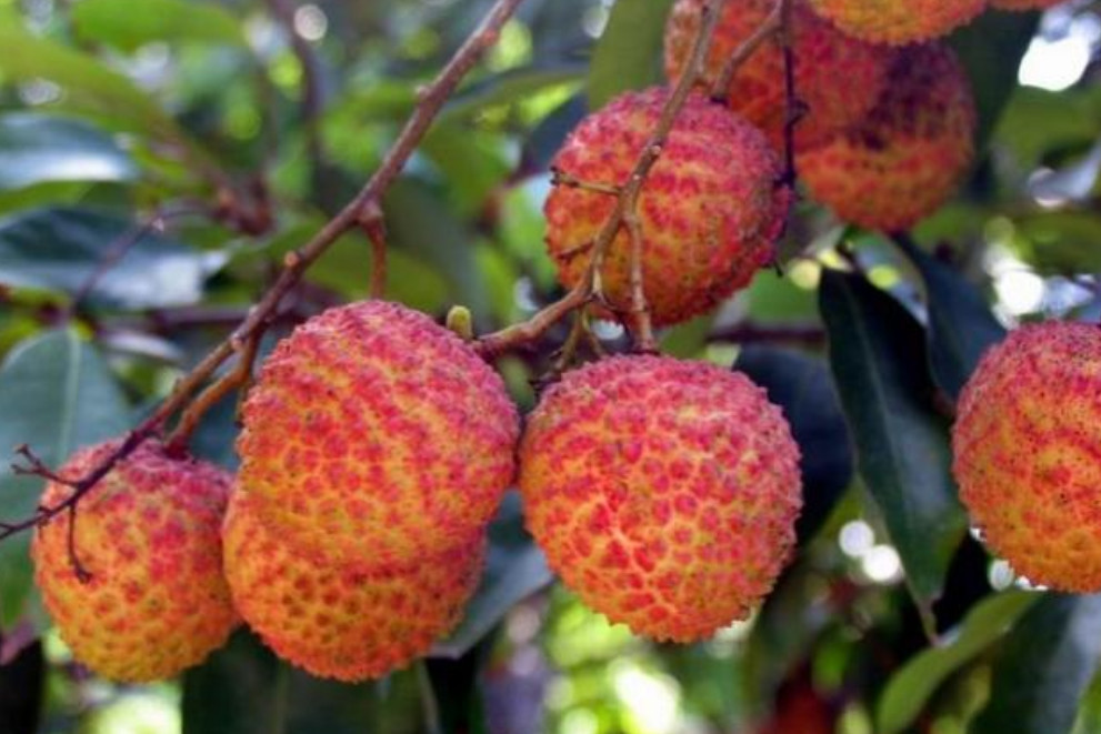 广西的水果种类可是丝毫不弱于海南,不信?看完你就知道了!