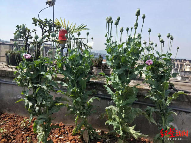 宜宾女子在小区楼顶种起"大烟"称觉得花好看