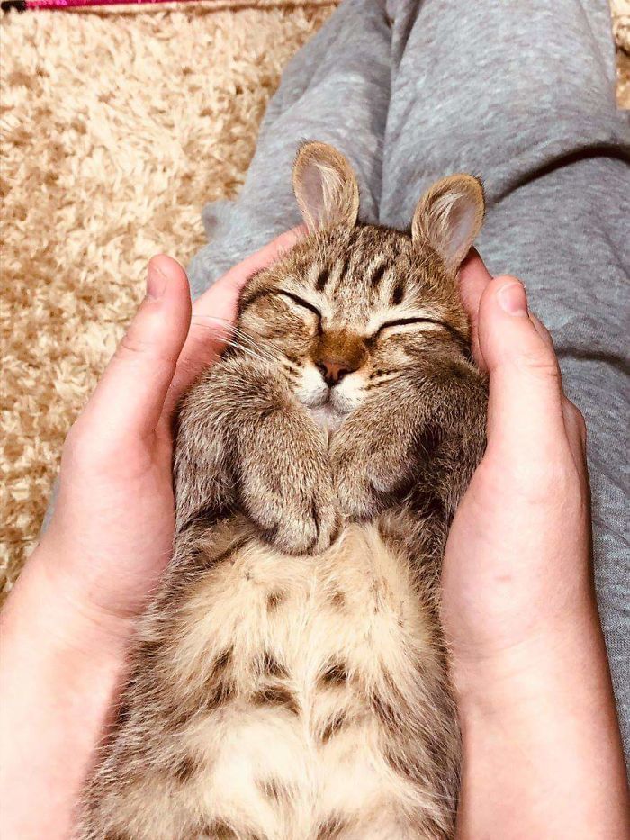 猛男必看!盘点10张超萌超可爱的猫咪粘人瞬间