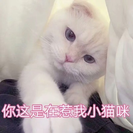 小奶猫实力劈叉 90 直角证明 我确实是直男 女友 突然害羞