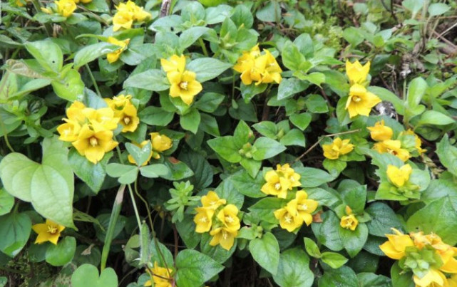 满地长的一种"过路黄",老一辈看到它就扯走,用处大得重视