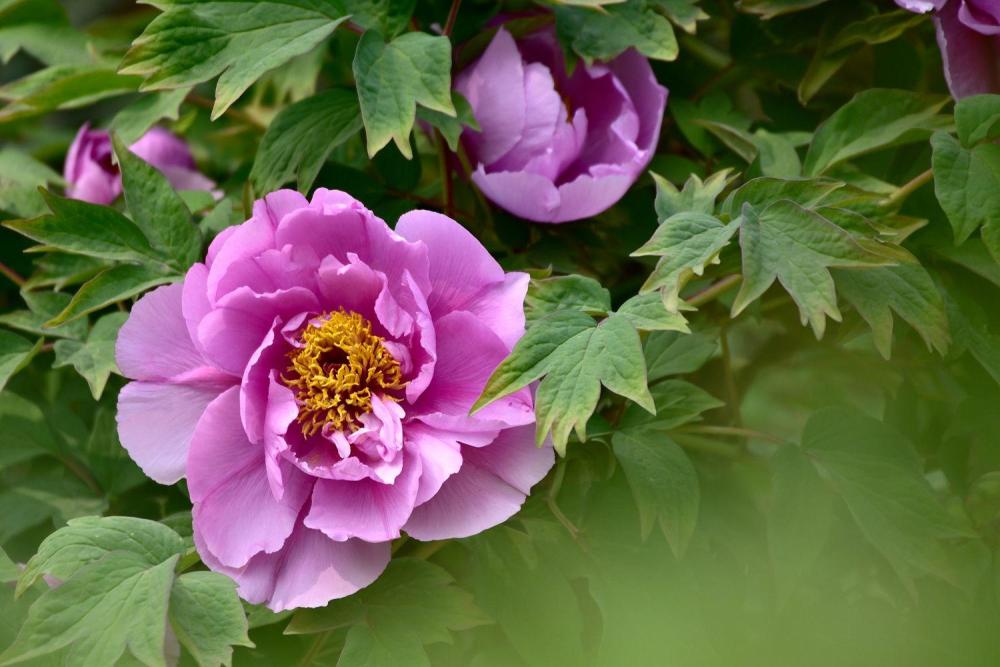 泉城公园牡丹花开,观赏正当时