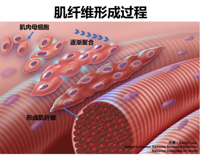 為什麼說幹細胞牛排肉是幹細胞人工肉研究的重大突破?