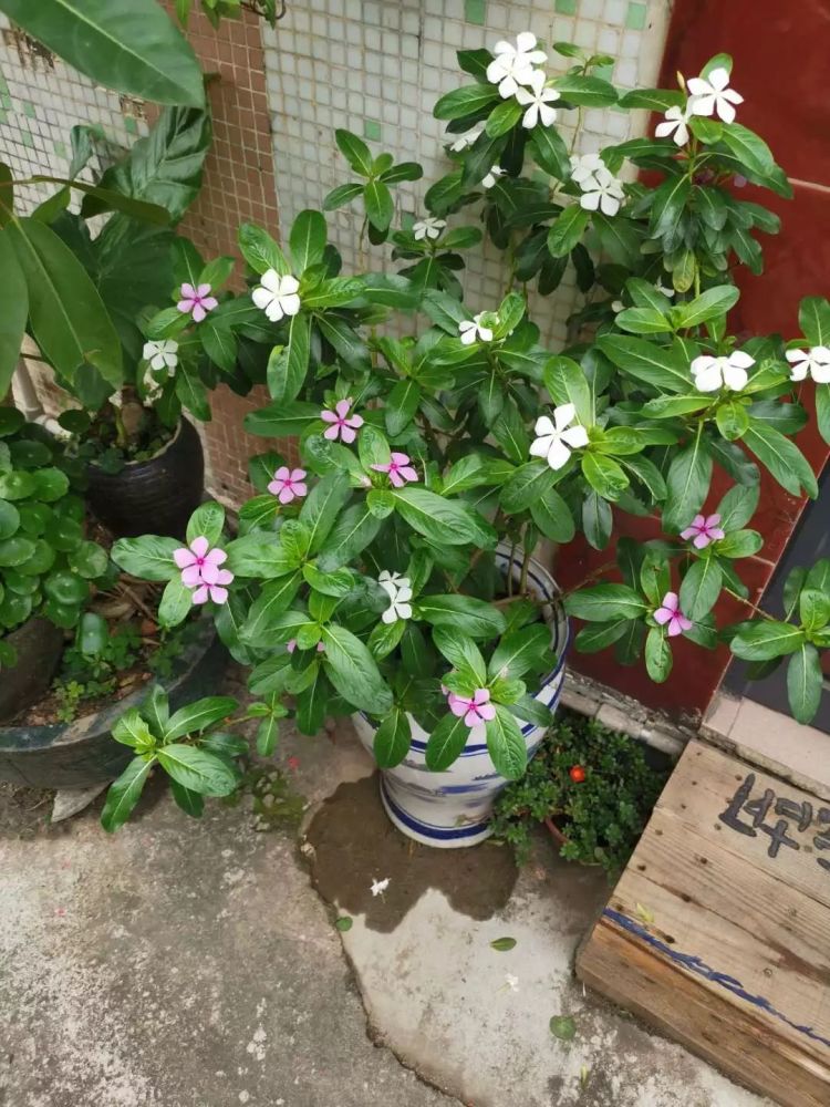 阳光灿烂的阳台上可以种这几种耐热耐晒的开花植物