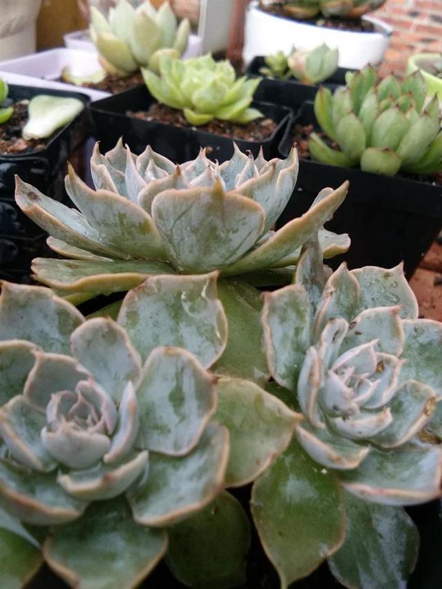 不花钱自制多肉铺面,这3种颗粒随手可得!