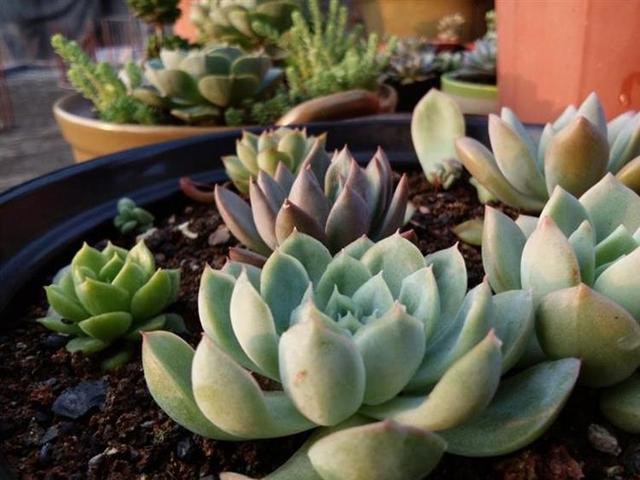 不花钱自制多肉铺面,这3种颗粒随手可得!