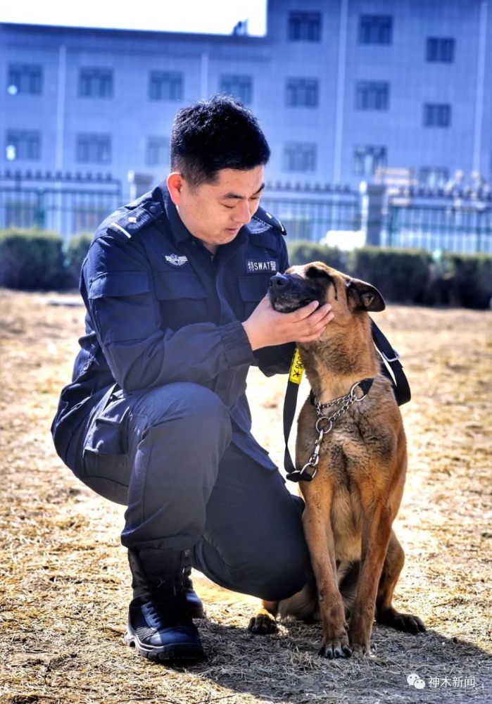 【揭秘】神木警犬技术中队萌犬奇兵的神秘世界