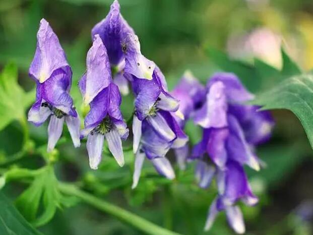 北方这植物,块茎有剧毒,却在南方卖五百元一斤,人称"五毒根"