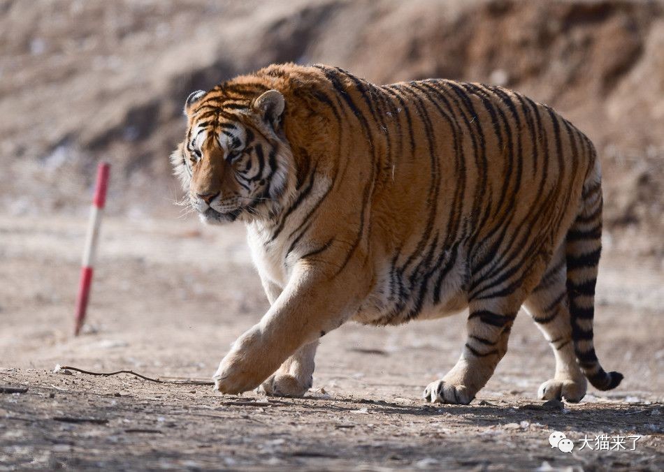 生态恢复了,野生东北虎自然就会增多,为何还要野放圈养东北虎?