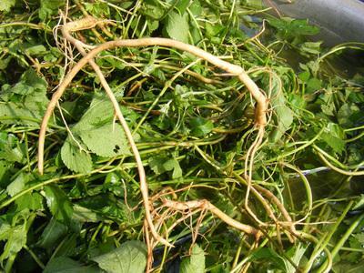 草堆里的水果,被称为神奇的丰胸草,河南人用它来扣棉花