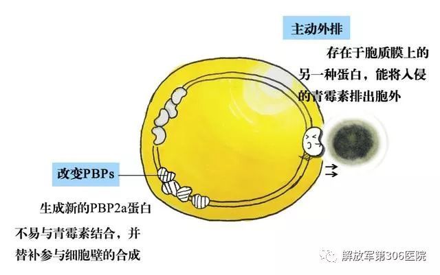 这些令青霉素类药物无效的葡萄球菌们被称作"耐甲氧西林金黄色葡萄