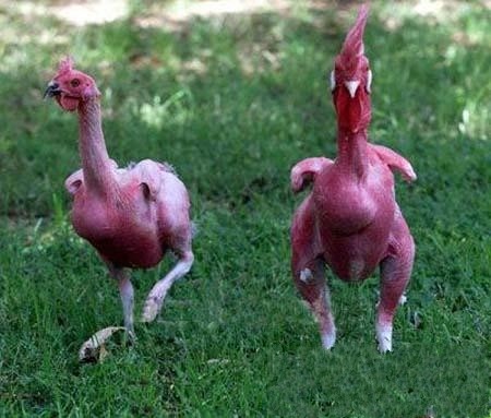 看着这两个被拔完毛,在草地里翻滚的火鸡,只想说你离下锅不久了