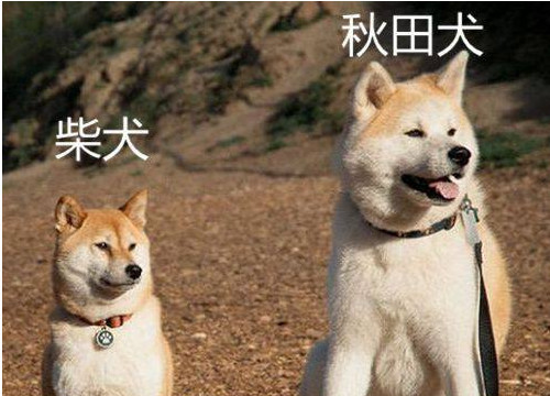 秋田犬到底和柴犬有什么不同 真相居然是这样 好猫好狗之家 宠护养护 宠物训练 宠物知识