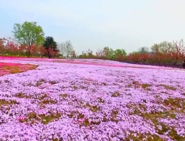 快來看!|櫻花|櫻花園|文昌湖