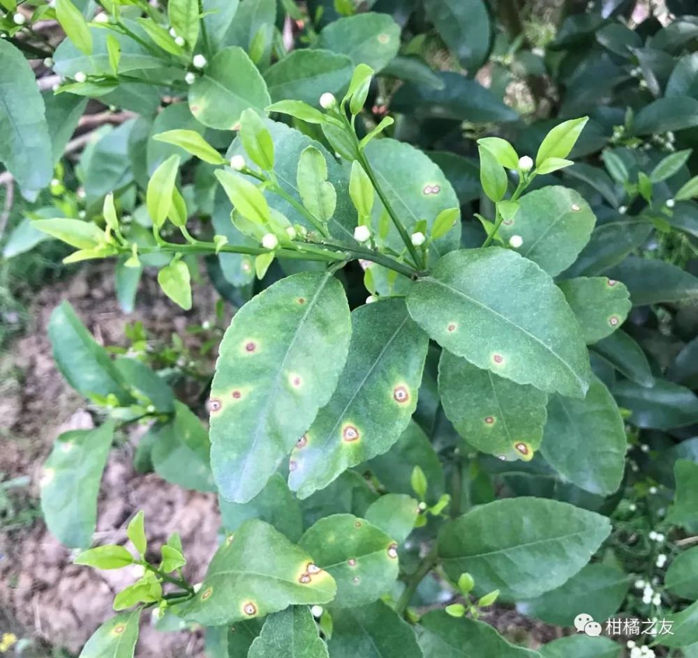 柑橘红蜘蛛用什么药好用(柑桔红蜘蛛形态特征)