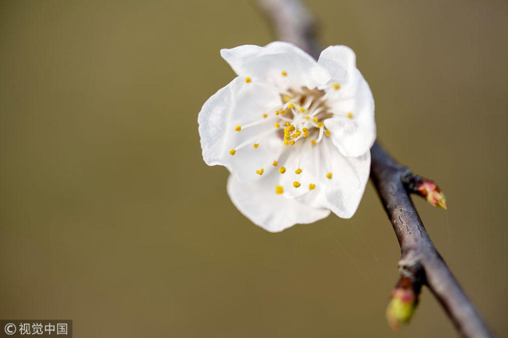 杏花雨|宋代僧人的这首诗，写出了人与自然相处的真谛，值得细细品味