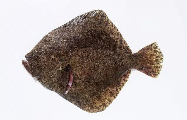 五一节教你几种多宝鱼的家庭做法