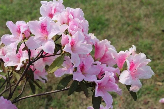 杜鹃花(映山红)