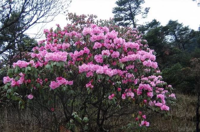 杜鹃花(映山红)