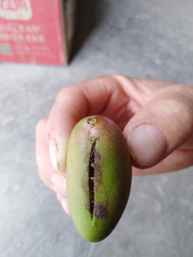 芒果小果发黄?可能都是这个原因