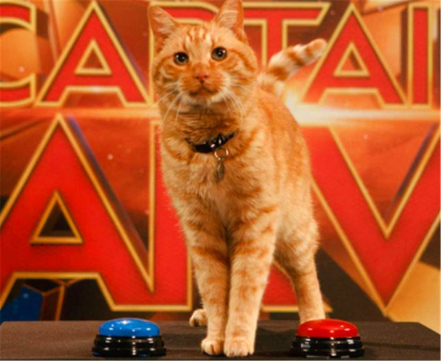 《惊奇队长》的橘猫可以吞下灭霸吗?这可能是最好的答案