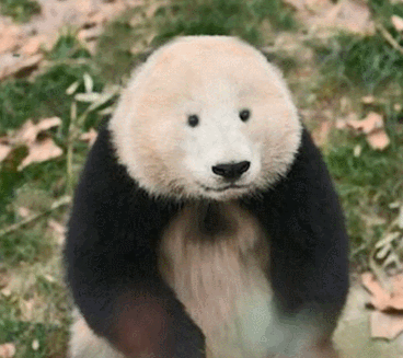 哈喽大家好,熊猫宝宝是我们的国宝,可是最近网上有一批爱恶搞的网友们