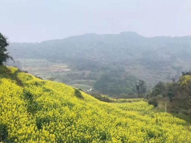 醉美殿後山