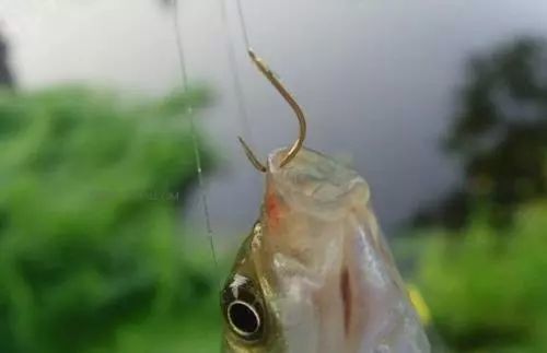 鱼钩在水底的正确图片图片