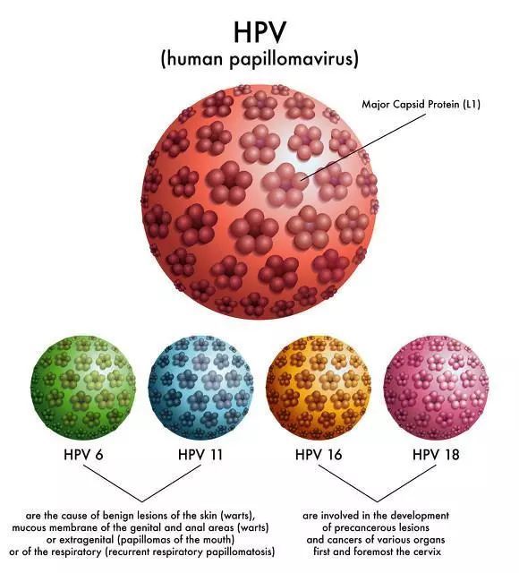香港假hpv疫苗事件持续发酵疑似受到微生物污染