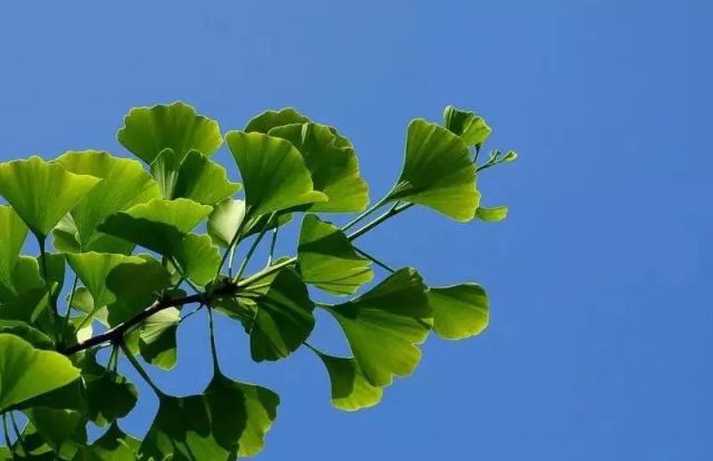 阮族《四季》春有百花秋望月,夏有凉风冬赏雪