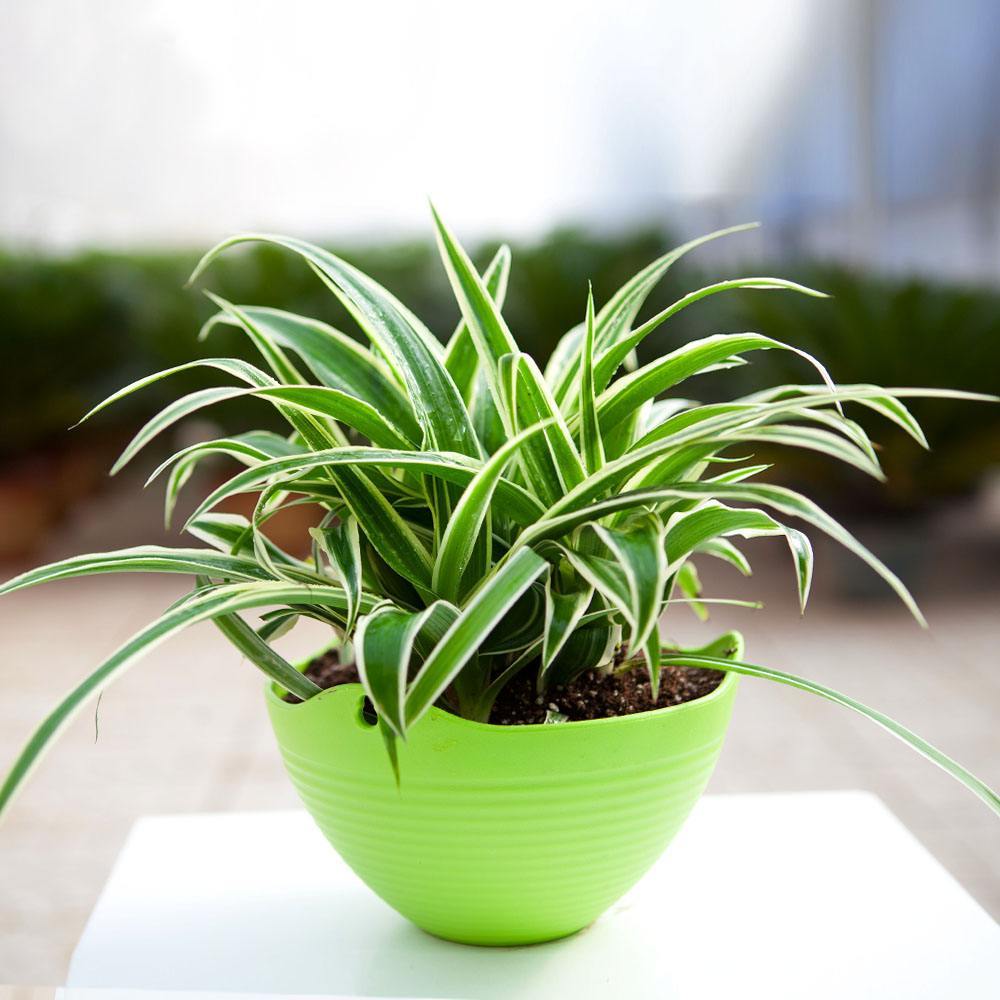 金边吊兰你真的会养吗?这样养它,轻松爆盆