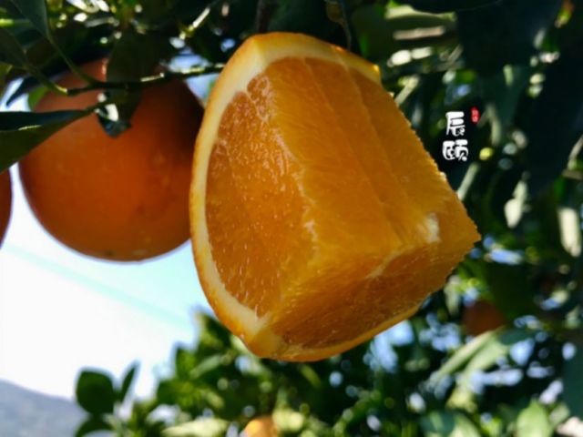 香甜橙王-伦晚晚熟脐橙