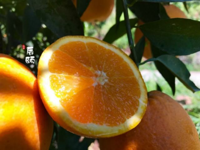 香甜橙王-伦晚晚熟脐橙